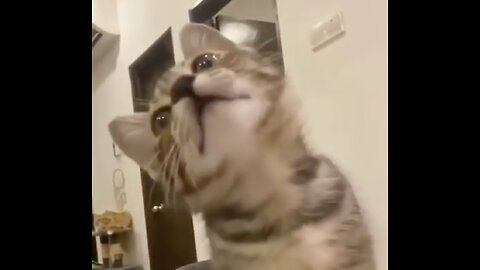 Cats That Will Crack You Up: Funny Compilation!