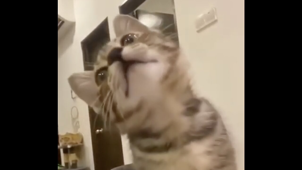 Cats That Will Crack You Up: Funny Compilation!