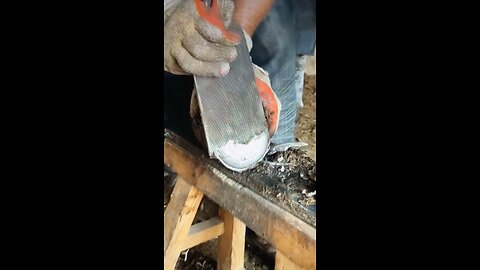 Grooming donkey’s foot reminds me about US Democrats?