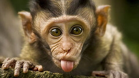 Very Funny 🤣 Monkey 🐒 Eating Mango Style #monkey #funny #viral