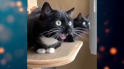 Funny cats compilation 2024