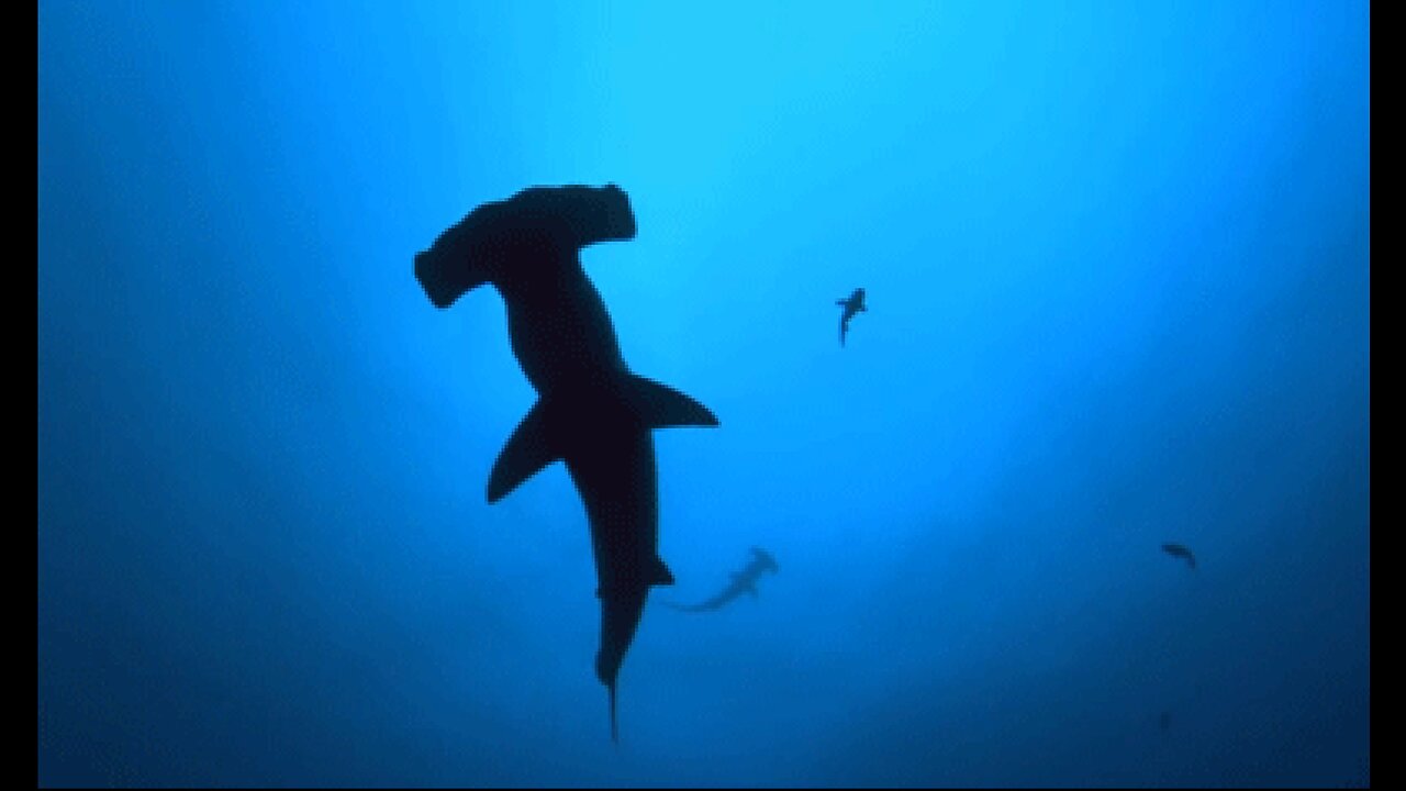 (22) 09/05/2015 - La Jolla SHARK ATTACK!!