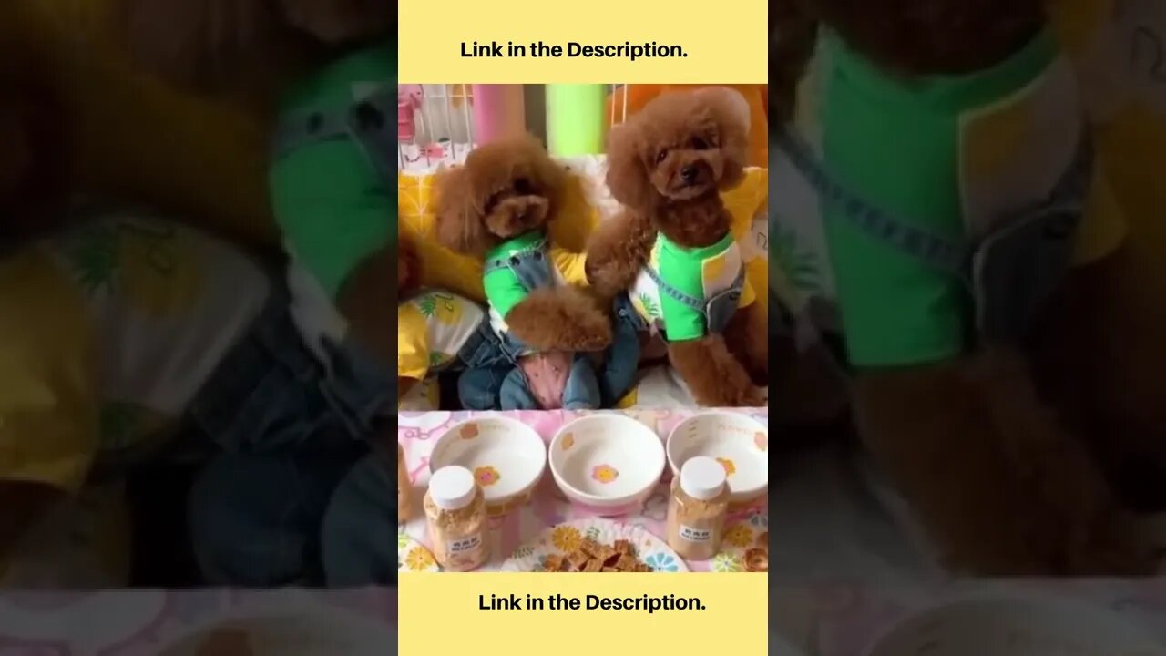 Cutest Dog In The Worldππ||THE CUTEST DOG EVER ππ||Funny Dog Videos 3.1 #shorts #share #dog #funny