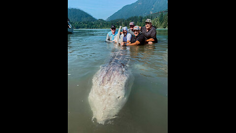 Giant Sturgeon fish in Canada