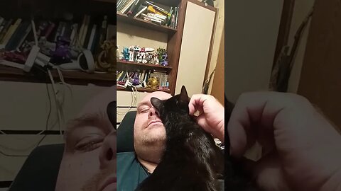 kitty loves #shortsvideo #shortsfeed #kitty #cat #cutekitty #catlover #catshorts #youtubeshorts