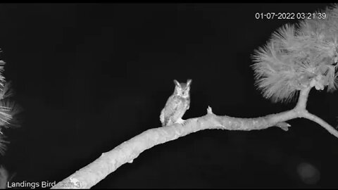 Male Great Horned Owl Visits Fairway Branch 🦉 1/7/22 3:21 AM
