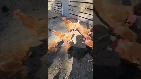 Good Morning Ladies! #homestead #homesteading #farmlife #chickens