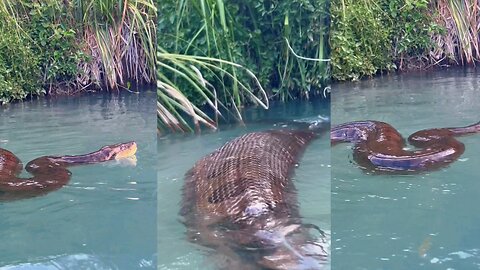 Green Anaconda in the Pantanal