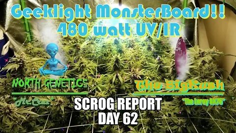 "Feeling Scroggy" S2 EP10 / #Geeklight LED / #NorthGenetics👽 Mr.Cruz / #TheBigKush 🏄‍♂️ Leroy Bx75