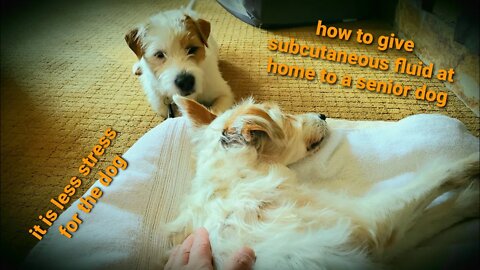Sierra shows sub-q a dog subcutaneous fluid at home