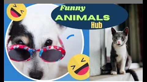 Funny animal 😂😂 hub. Animal crossing #animal #funny funny and cute animals