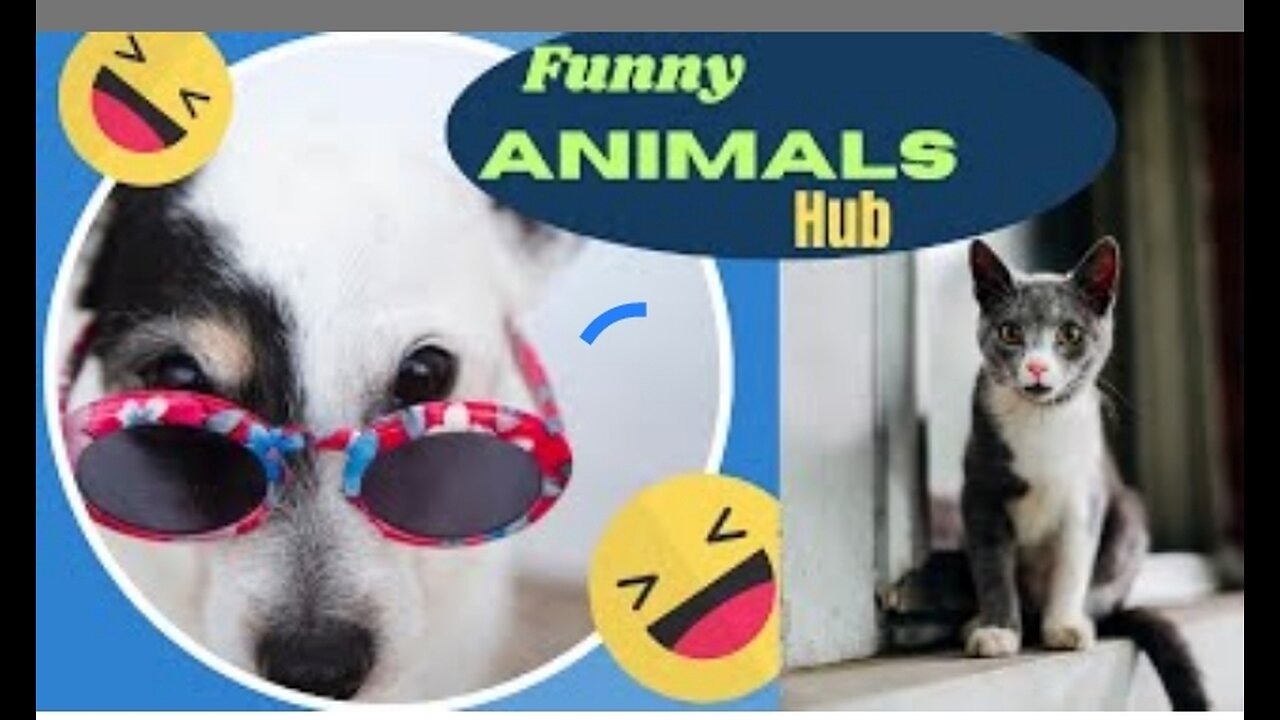 Funny animal 😂😂 hub. Animal crossing #animal #funny funny and cute animals