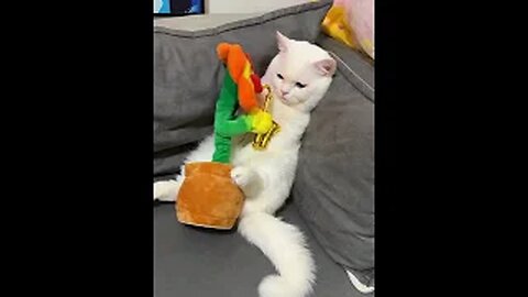 funny animal videos