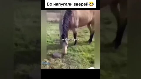 вот напугал зверец😂