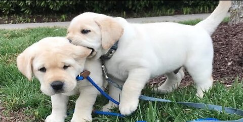 #babydog #funnydog #awwBaby Dogs - Cute and Funny Dog Videos Compilation #25 | Aww Animals