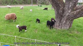 Sheep Shenanigans 2