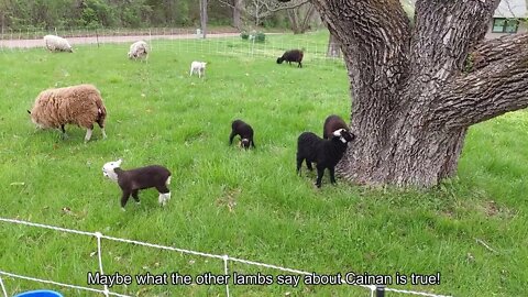 Sheep Shenanigans 2