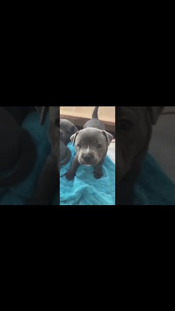 Best Funny Dog Videos| Try Not To Laugh| #shorts