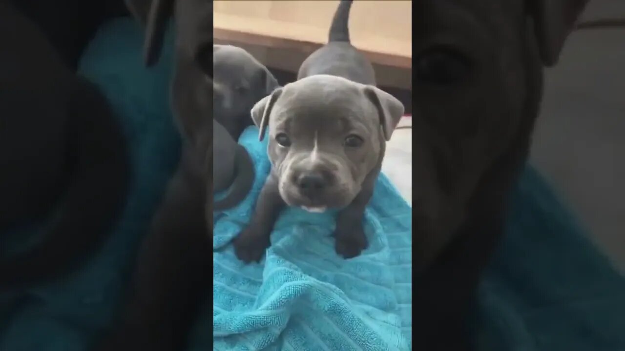Best Funny Dog Videos| Try Not To Laugh| #shorts