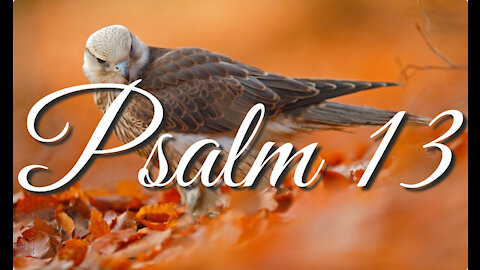 Psalm 13 | Music & Ambience