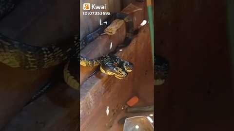 #perigo #casa #banheiro #serpente #fy #viral