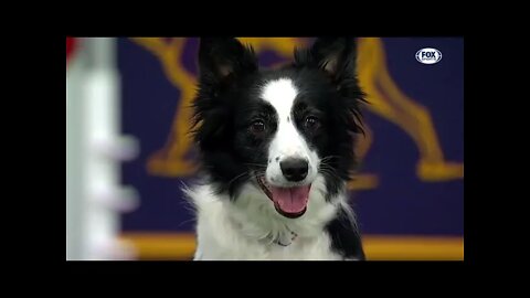 Watch 5 of the best WKC Dog Show moments to celebrate National Puppy Day