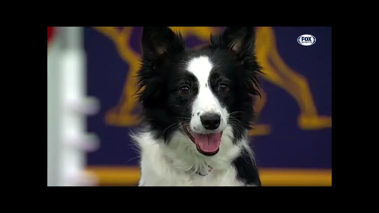 Watch 5 of the best WKC Dog Show moments to celebrate National Puppy Day