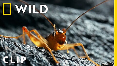 A little lava cricket finds a home in the lava fields | Hawai'i Volcanoes | America's National Parks