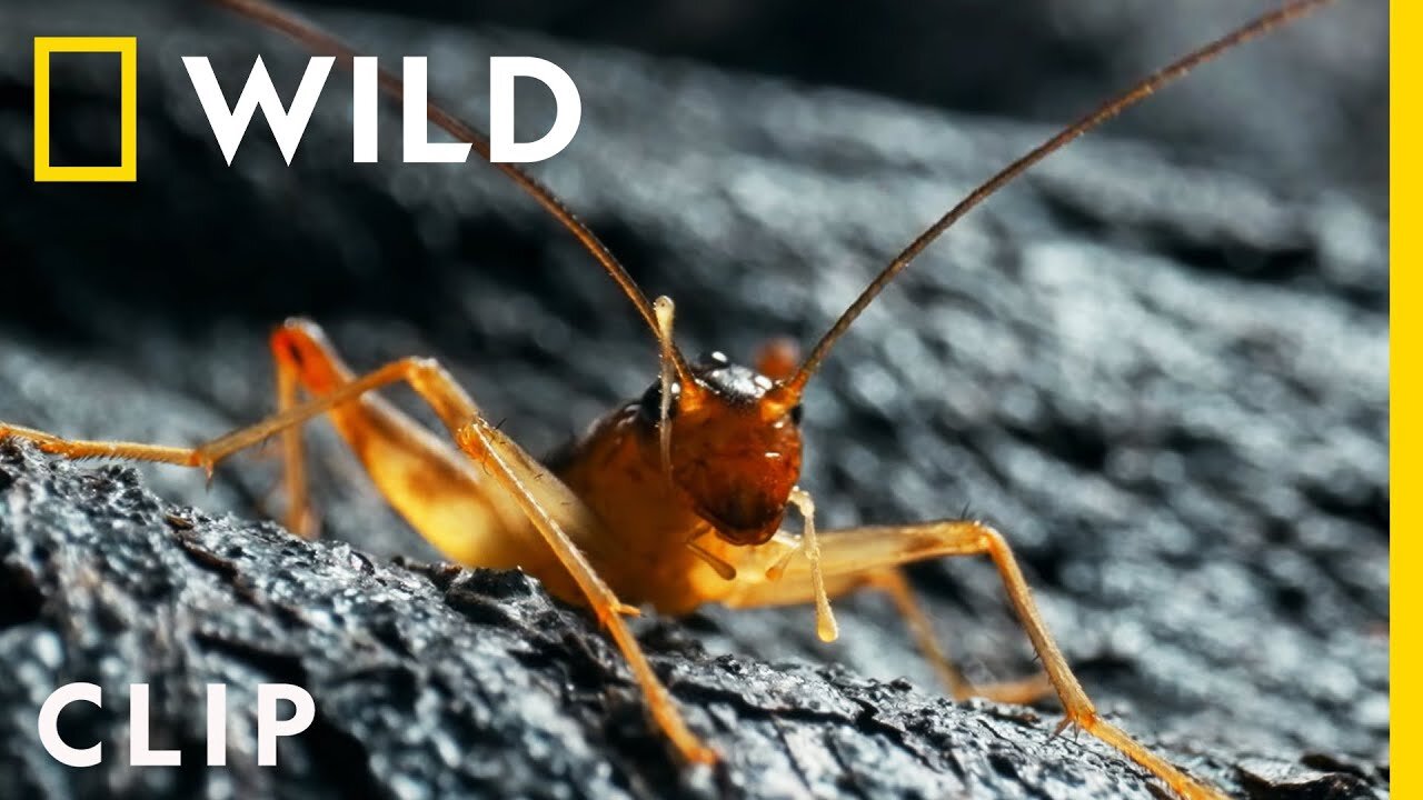 A little lava cricket finds a home in the lava fields | Hawai'i Volcanoes | America's National Parks