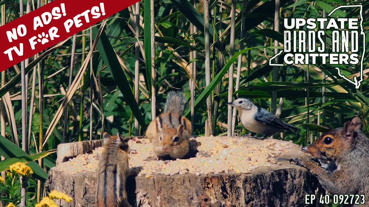 Upstate Birds And Critters: Ep 40 — 092723 [ No ads ] Cat And Dog TV