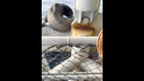 Seal