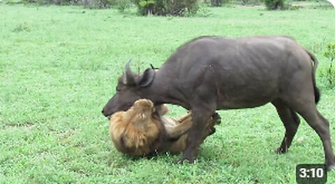 Lions and Their Peculiar Preferences