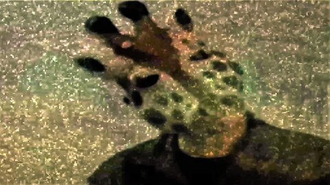 Street Scum (Distortion Music Film)