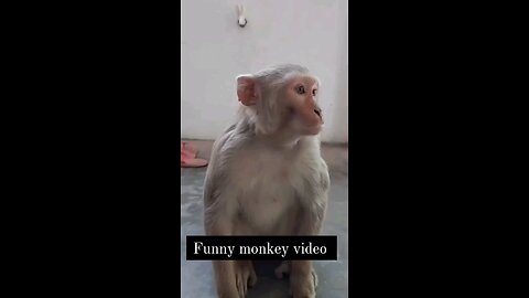 funny monkey 🐒 video
