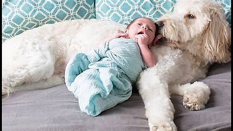 dog and baby funnr video