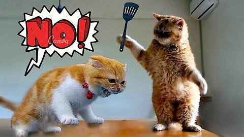 Angry - Funny Dogs and Cats | Try not to laugh impossible