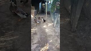 A couple of Ducks 29th July 2021