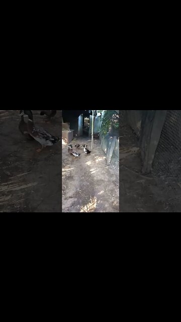 A couple of Ducks 29th July 2021