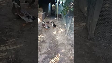 A couple of Ducks 29th July 2021