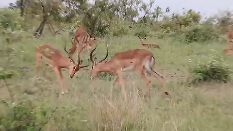 Impala rams fighting