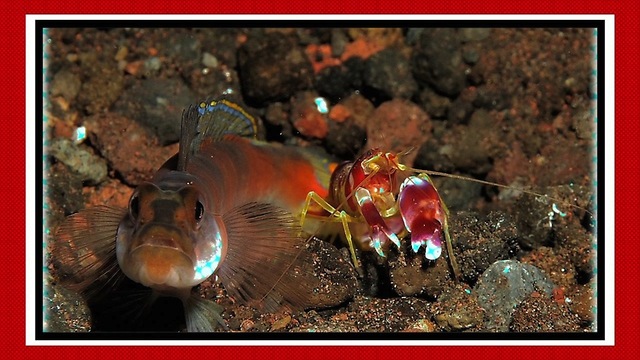 10 Animais ‘Super Poderosos’