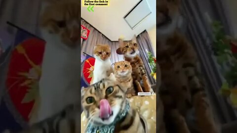 cute cat videos 😹 funny videos 😂 741 😻 #shorts #shortsfunny #cutecat #funnycat #catvideos #catscare