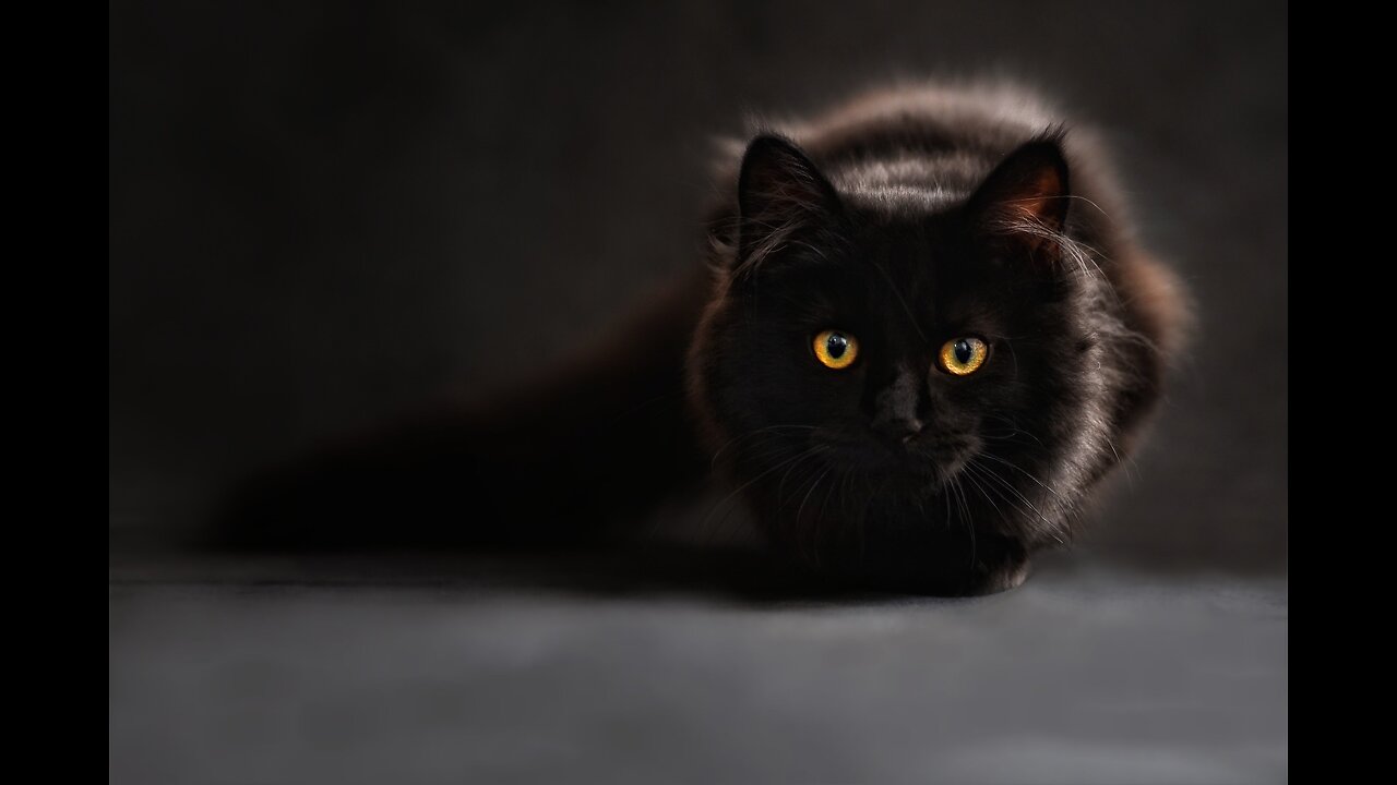Adorable Cat Video on Rumble-Watch the Cutest Feline in Action!