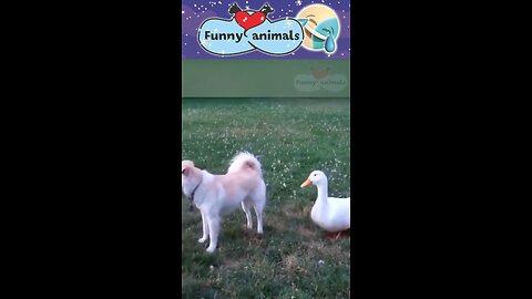 @506 Funny Animal Videos Compilation Cute And Funny Pets Video @shorts_Full-HD