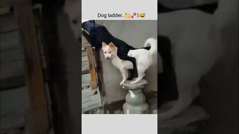 Dog ladder..🐕🐾🪜😅