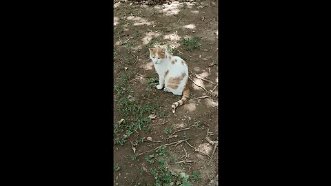 A cute and beautiful cat