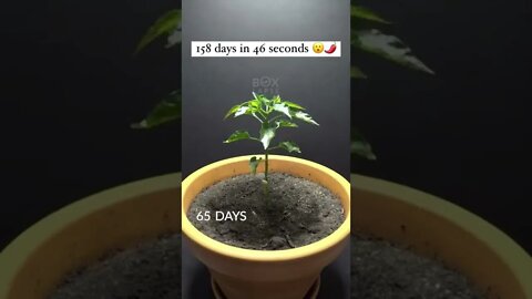 A pepper's life cycle in 45 seconds 🌶