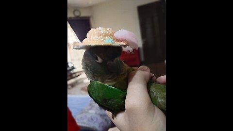 Parrot 🦜 is moving like a rat 🐀