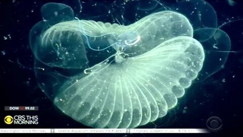 Mysterious Deep Sea Creature Helps Pull Carbon From Ocean!