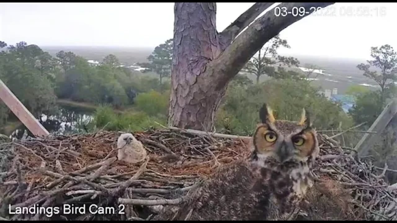 Mom Returns From Morning Break-Cam Two 🦉 3/9/22 08:56